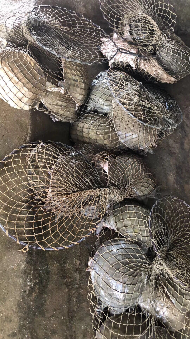 高端，甲鱼，黄沙鳖
