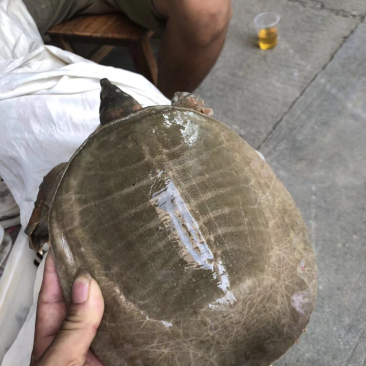 高端，甲鱼，黄沙鳖