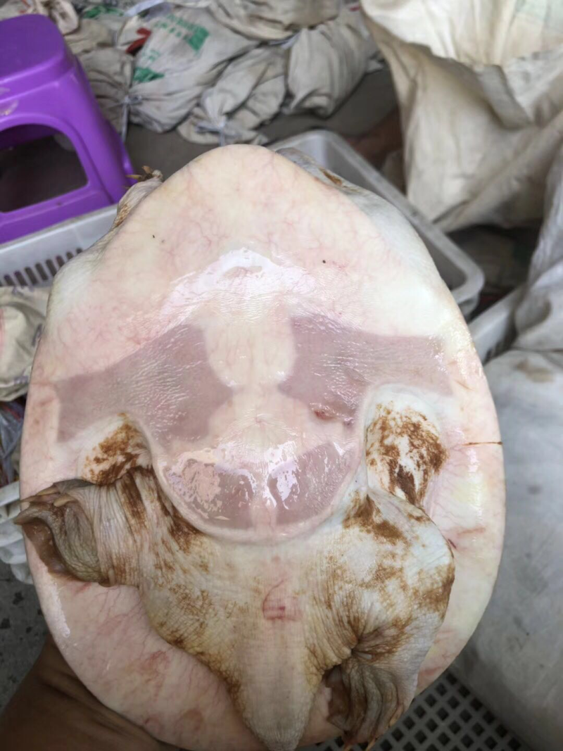 高端，甲鱼，黄沙鳖