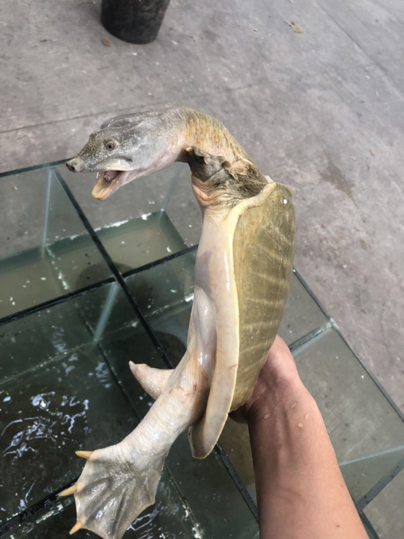 高端，甲鱼，黄沙鳖