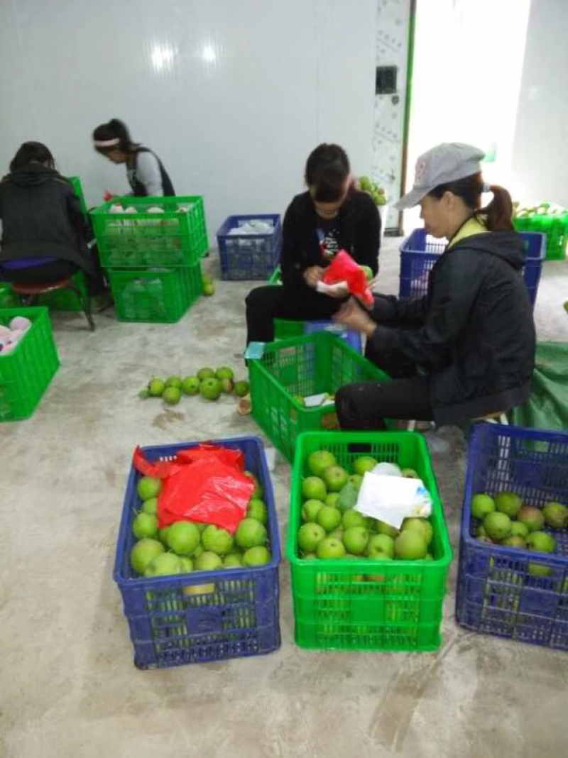 云南省文山卅高原他披梨