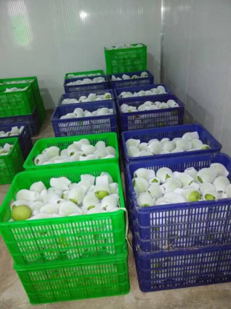 云南省文山卅高原他披梨