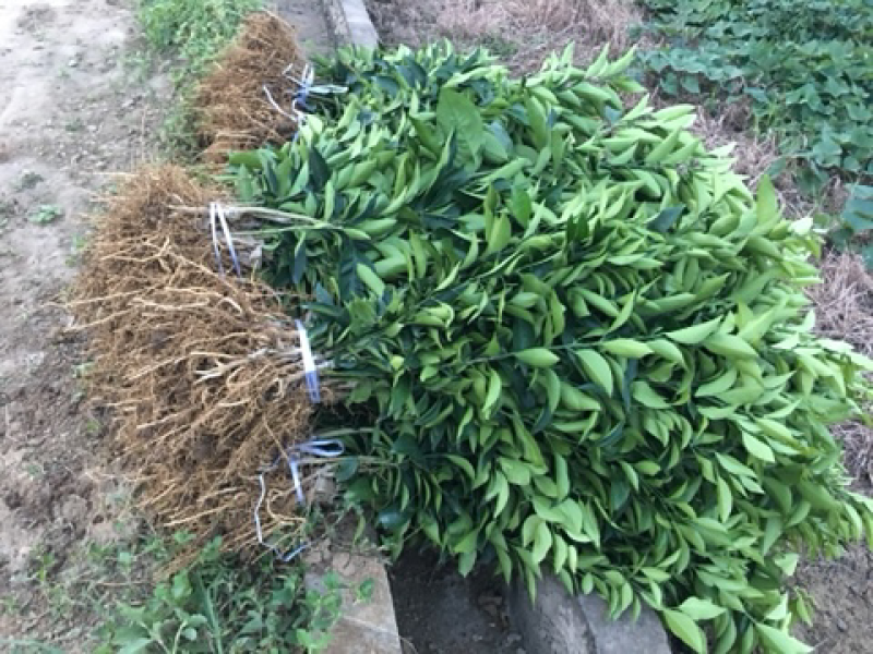 爱媛38号苗30~50cm