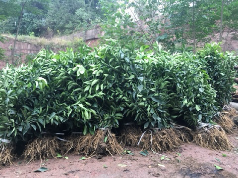 爱媛38号苗30~50cm