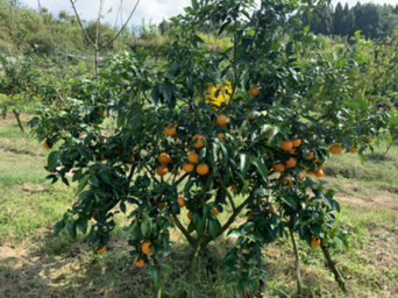 爱媛38号苗30~50cm