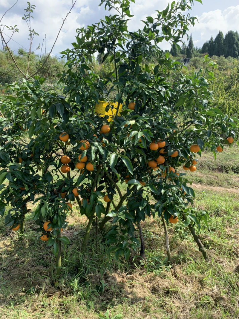 爱媛38号苗30~50cm