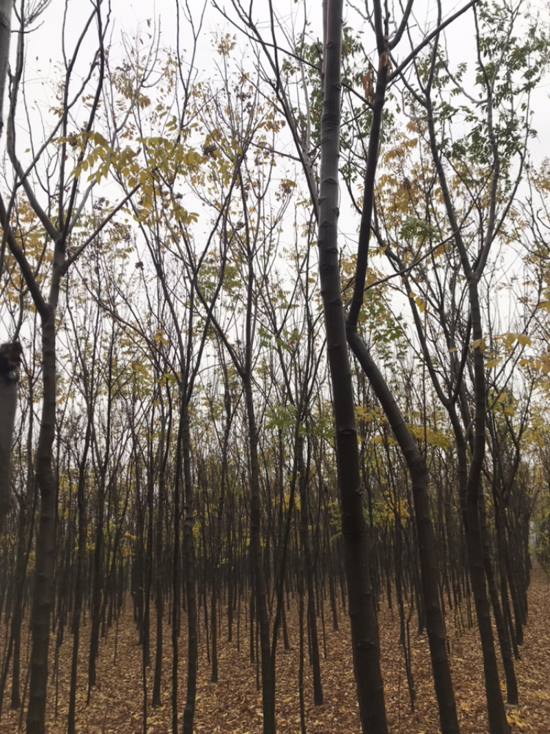 栾树4-6公分