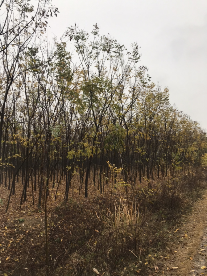 栾树4-6公分