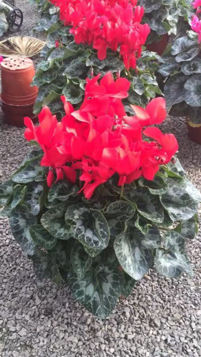 仙客来罗马盆