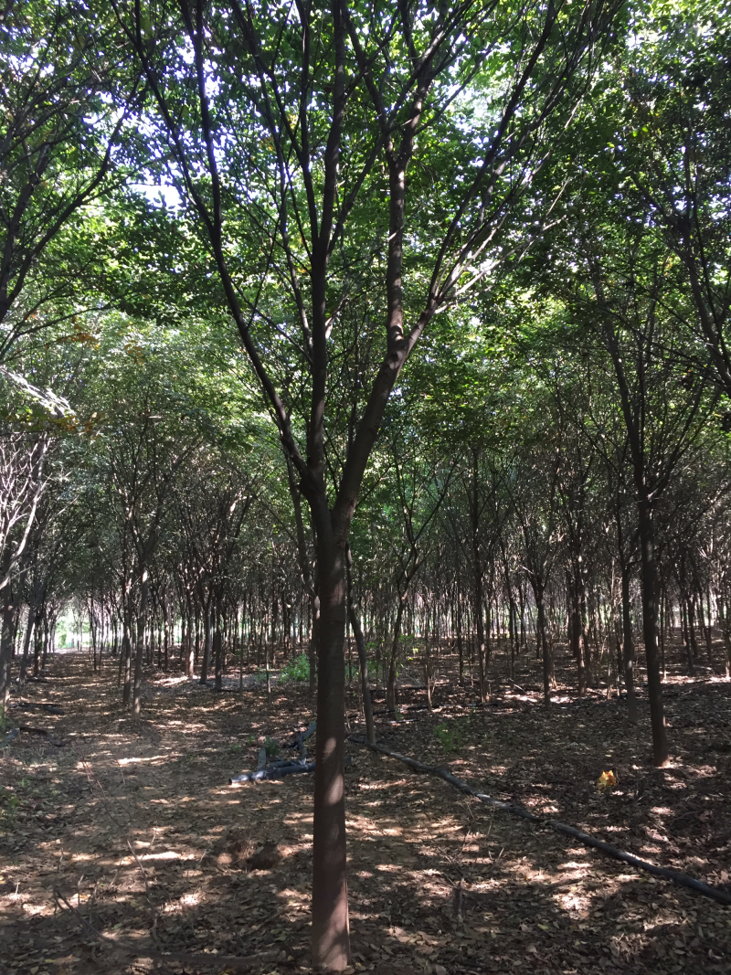 供应绿化苗木，榉树，榉树树苗，丛生榉树，规格齐全