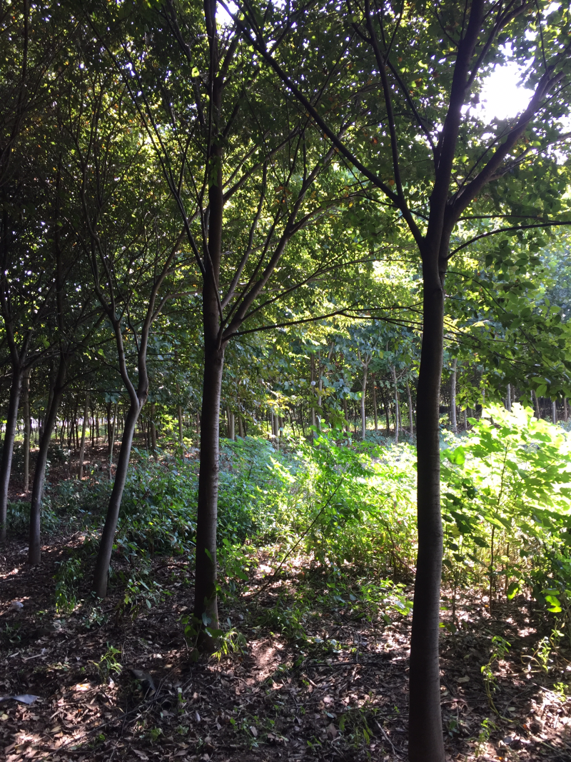 供应绿化苗木，榉树，榉树树苗，丛生榉树，规格齐全