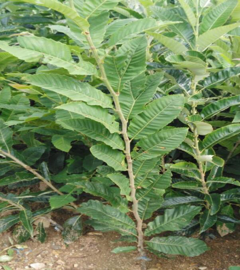 嫁接板栗苗大红袍承德板栗树苗南方北方种植当年结果特大栗子