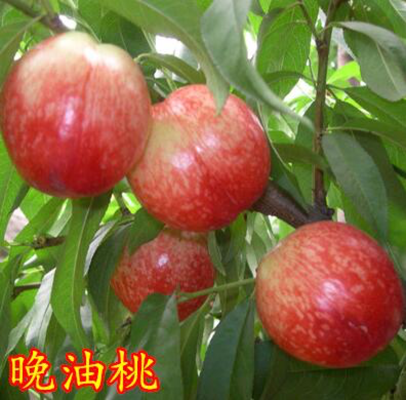 极晚熟冬桃冬桃苗极晚熟桃树苗雪桃苗秋桃苗无名冬