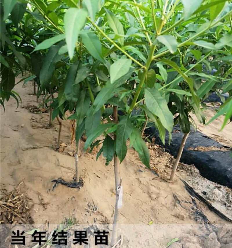 极晚熟冬桃冬桃苗极晚熟桃树苗雪桃苗秋桃苗无名冬