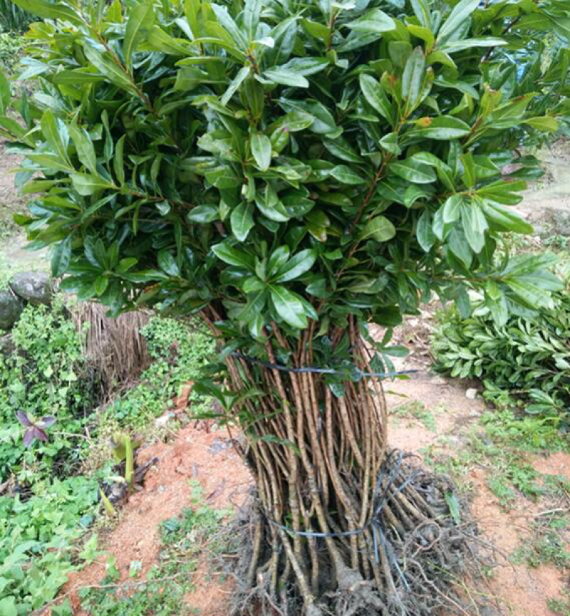 杨梅树苗嫁接苗地栽南方种植正宗仙居东魁特大杨梅苗当年结果