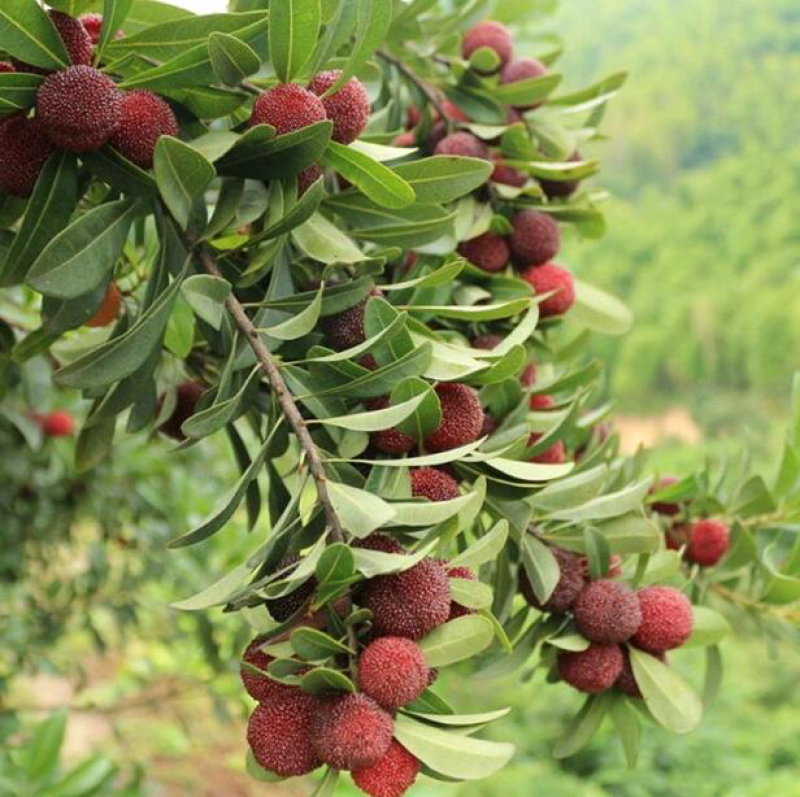 杨梅树苗嫁接苗地栽南方种植正宗仙居东魁特大杨梅苗当年结果