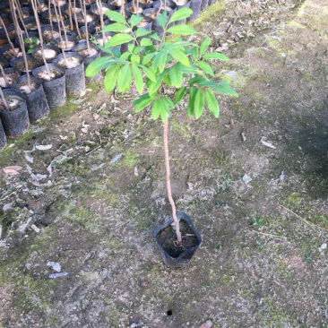 正品龙眼嫁接果树苗石峡古山品种苗桂圆树苗水果树苗盆栽
