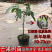 芒果树苗芒果苗金煌台农桂七四季芒红贵妃凯特澳芒嫁接芒果树