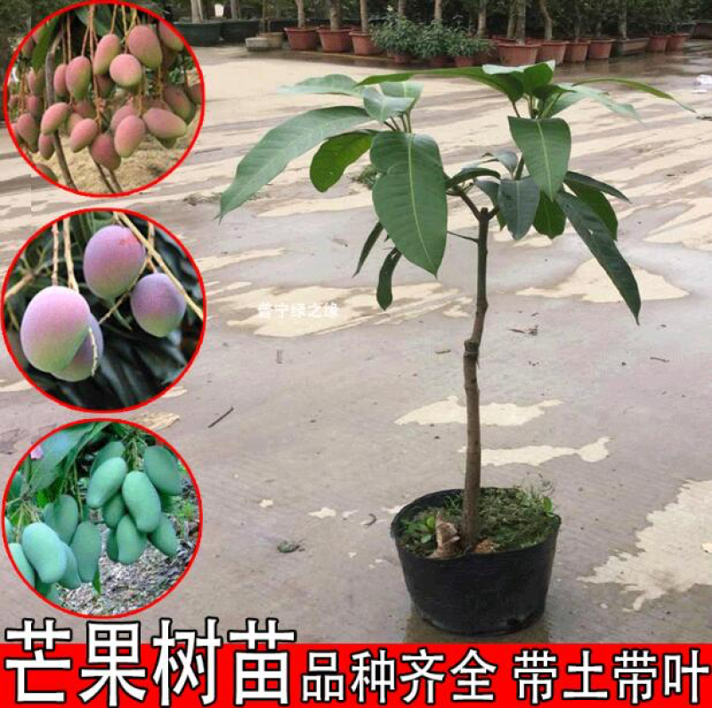 芒果树苗芒果苗金煌台农桂七四季芒红贵妃凯特澳芒嫁接芒果树