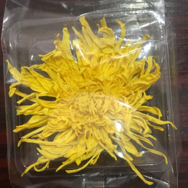 金丝皇菊