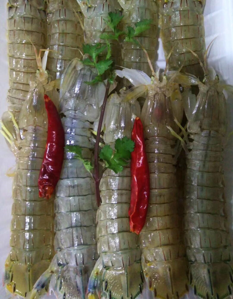 生腌皮皮虾，虾爬子，小飞蟹，花盖蟹
