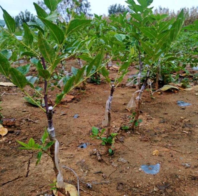 枣树果树苗子冬枣矮化盆栽南方北方庭院栽植红枣种植当年结果