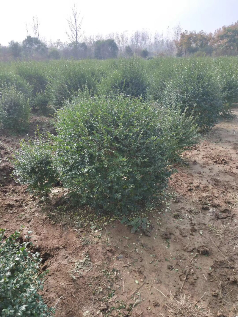 小叶女贞球，红叶石楠球，金叶女贞球