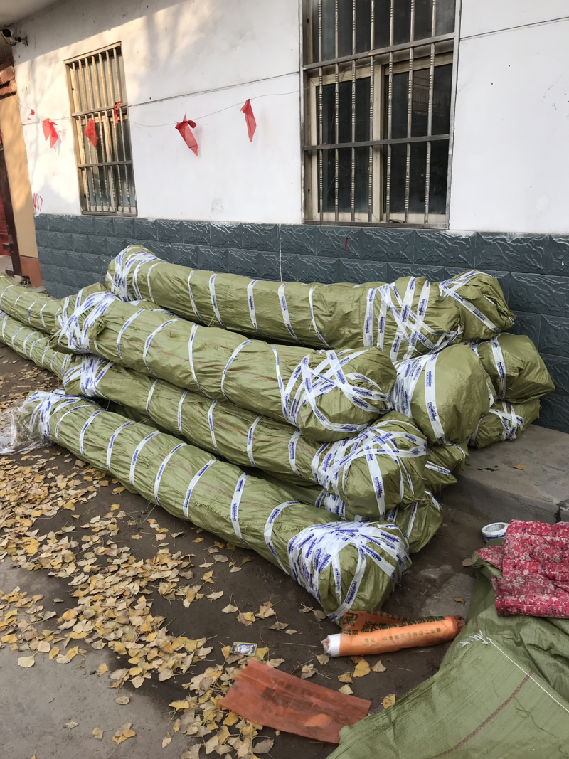 银杏树小苗1-8公分清地处理，各种规格供应，直发价格低
