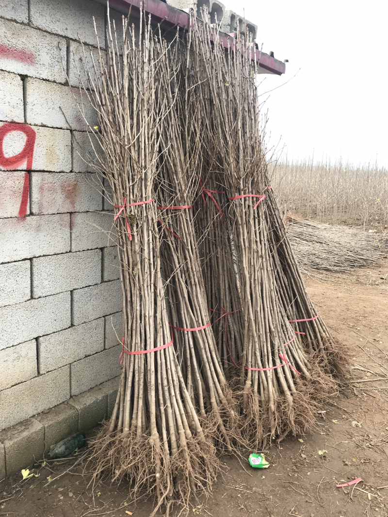 银杏树小苗1-8公分清地处理，各种规格供应，直发价格低
