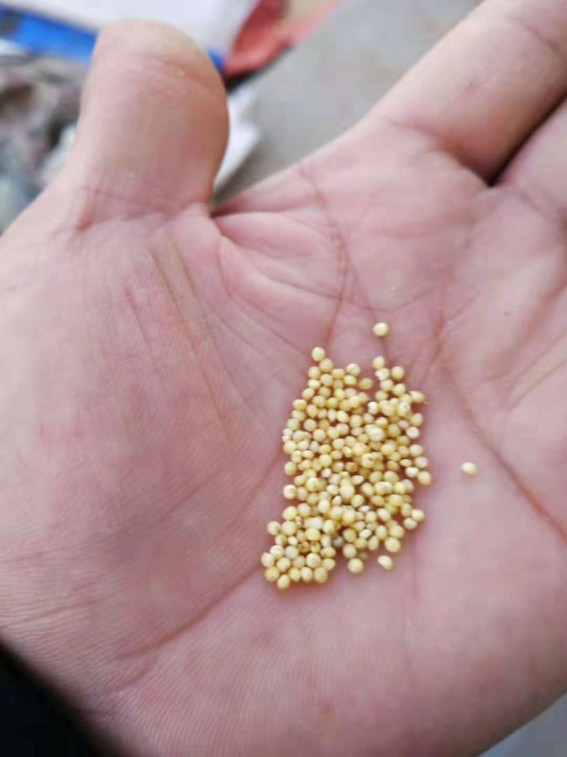 宁夏谷子，产地大量发货，质量保证，价格优惠