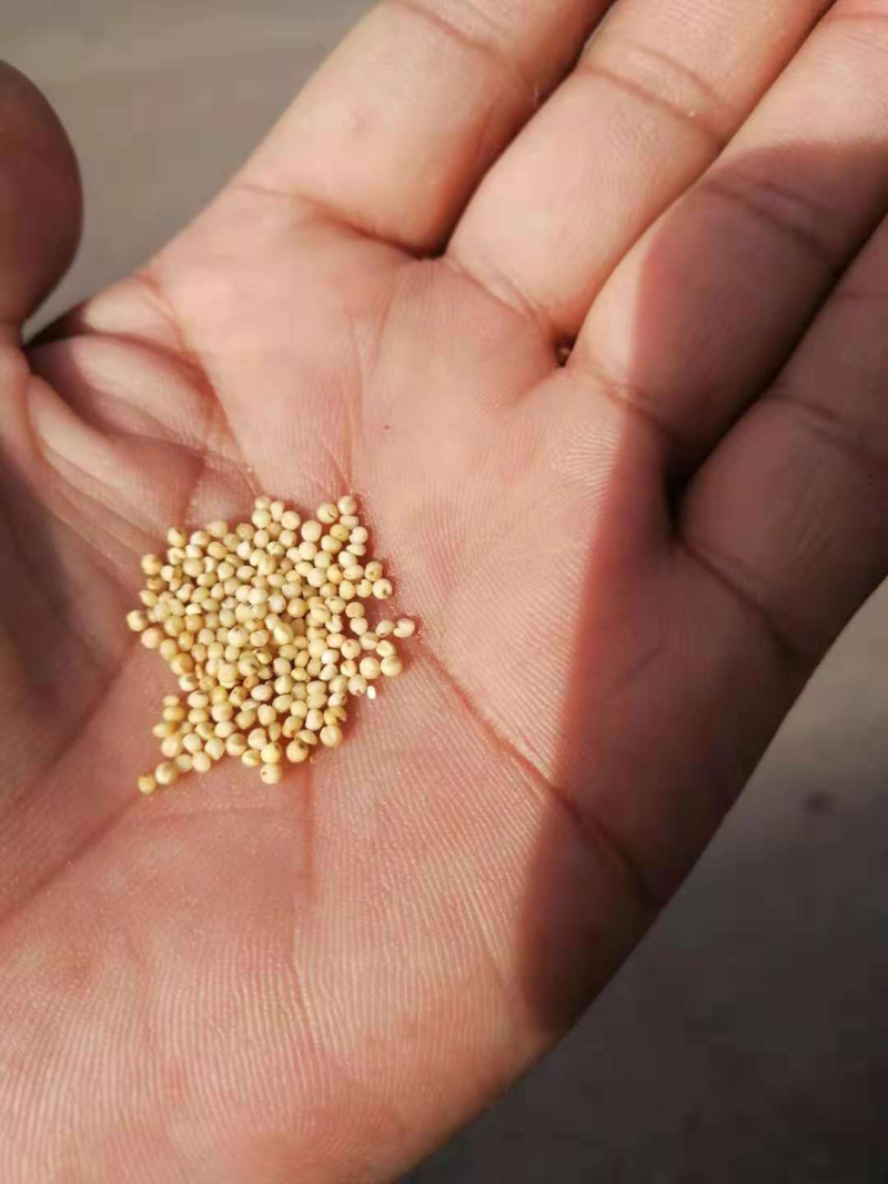 宁夏谷子，产地大量发货，质量保证，价格优惠