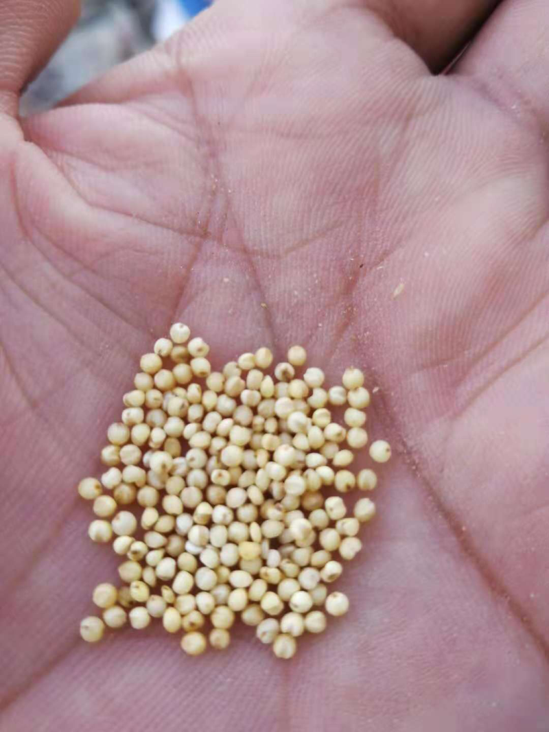 宁夏谷子，产地大量发货，质量保证，价格优惠