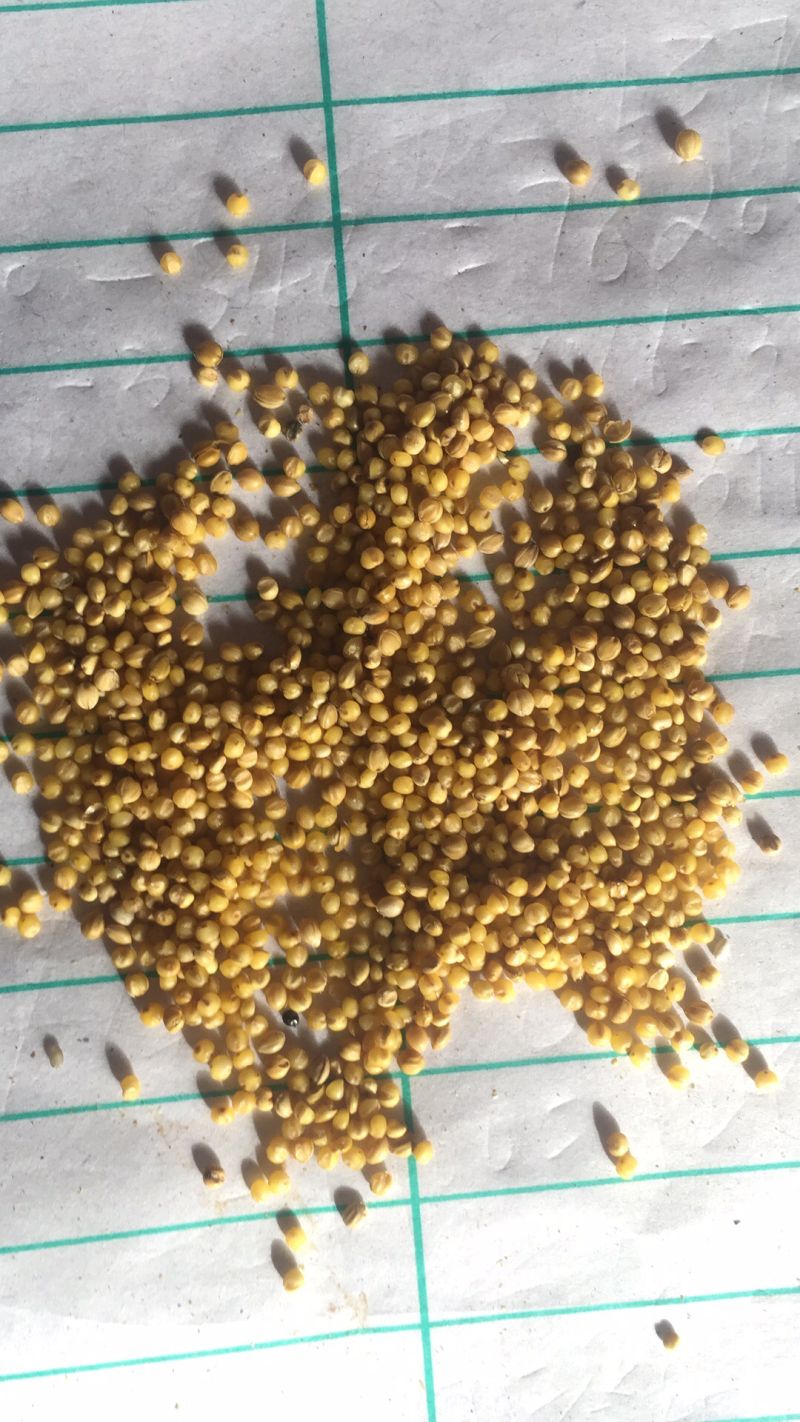宁夏谷子，产地大量发货，质量保证，价格优惠