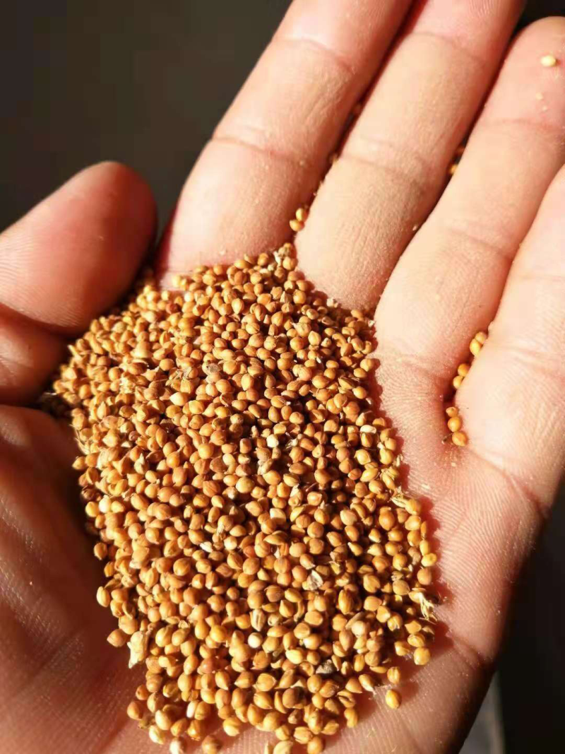 宁夏谷子，产地大量发货，质量保证，价格优惠