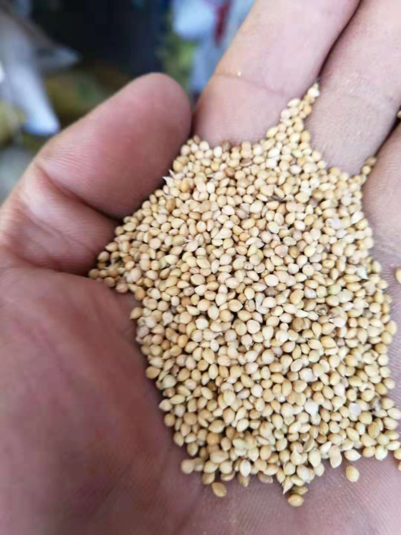 宁夏谷子，产地大量发货，质量保证，价格优惠