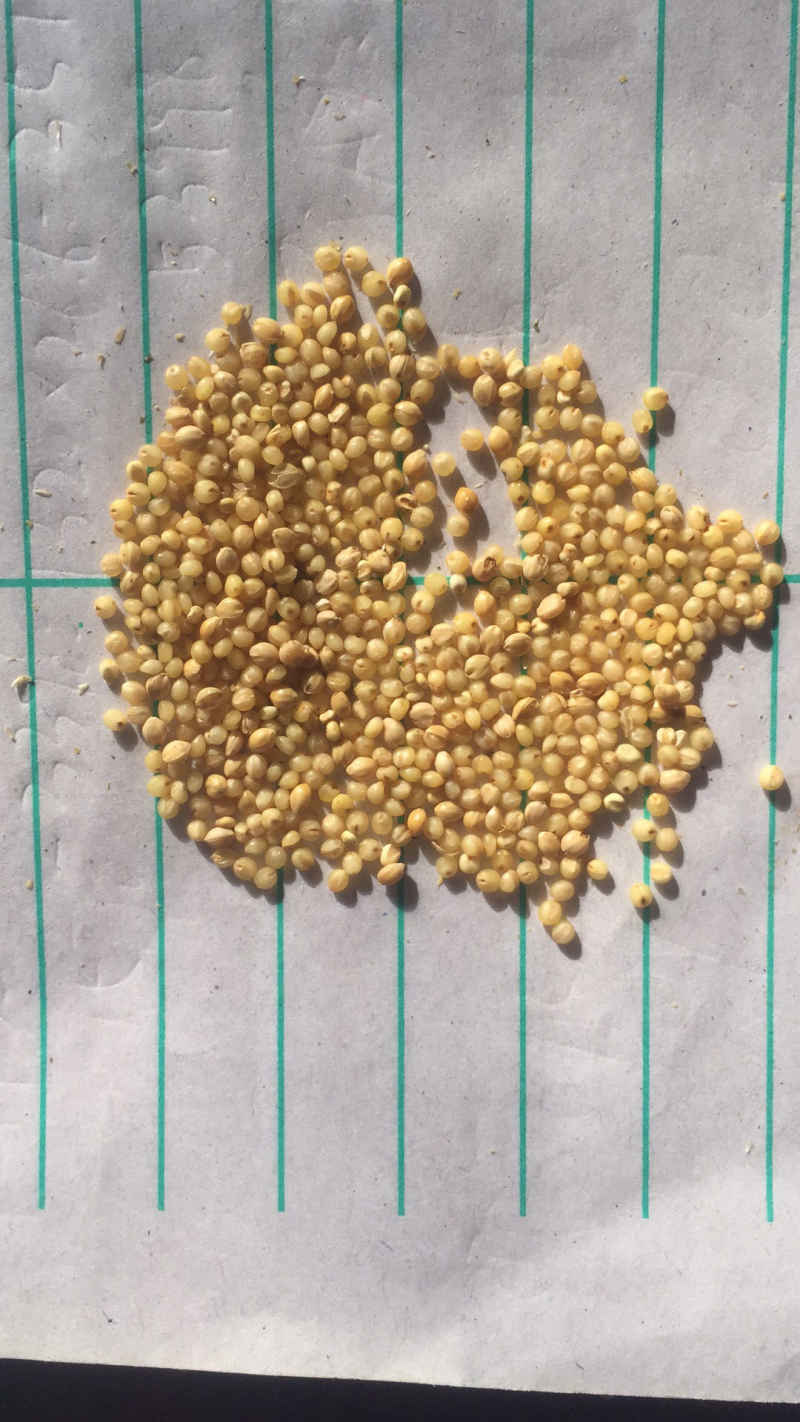 宁夏谷子，产地大量发货，质量保证，价格优惠
