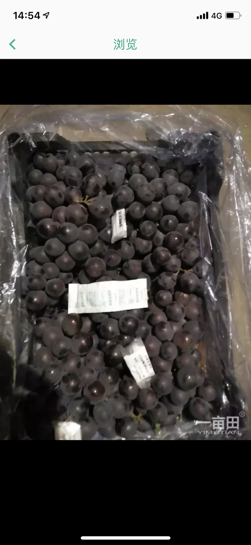 辽宁巨峰葡萄精品