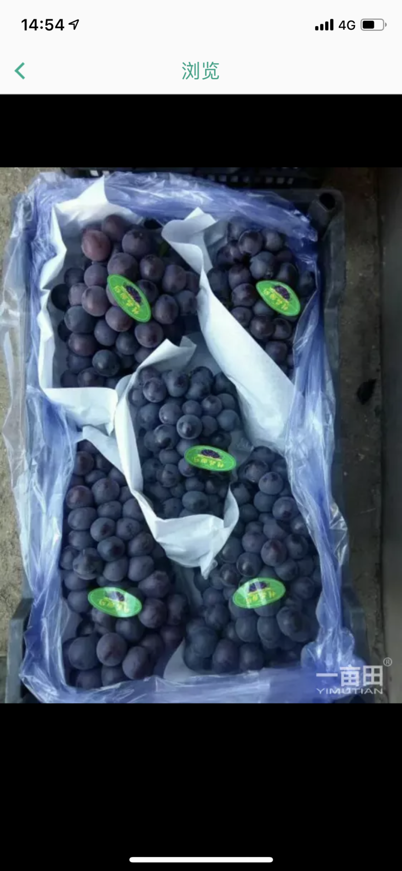 辽宁巨峰葡萄精品