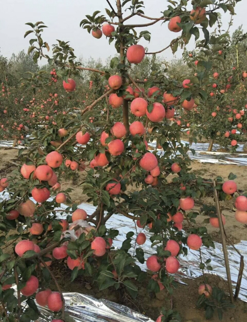 供应红寒富苹果苗二刀红寒富苹果苗，果色艳丽，