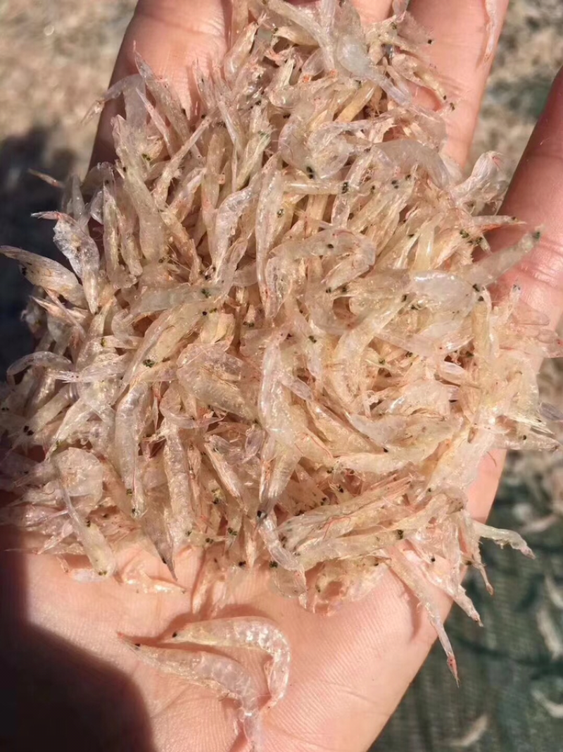 虾皮