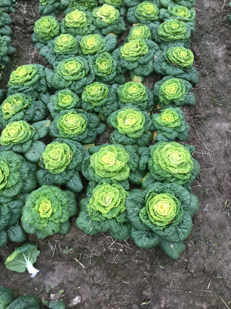 黄心菜，