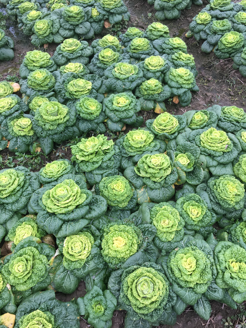 黄心菜，