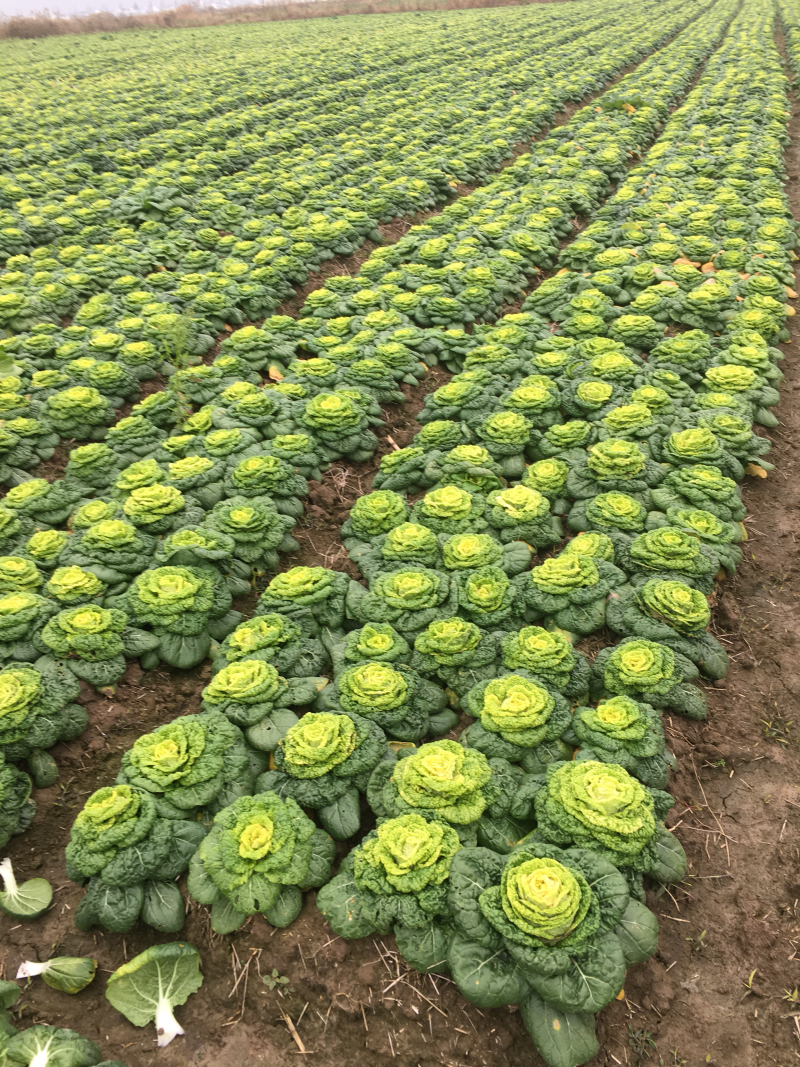 黄心菜，