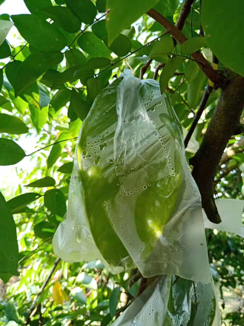 杨桃