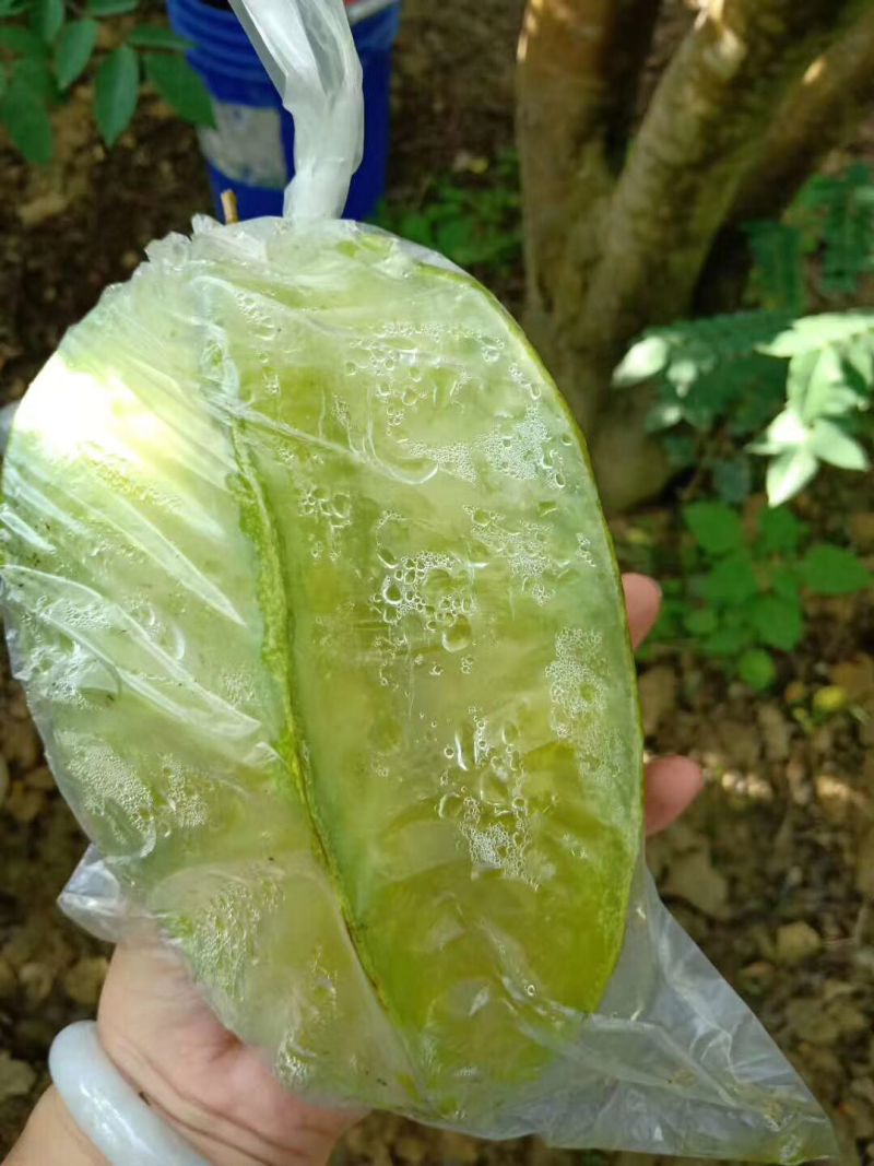 杨桃