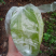 杨桃