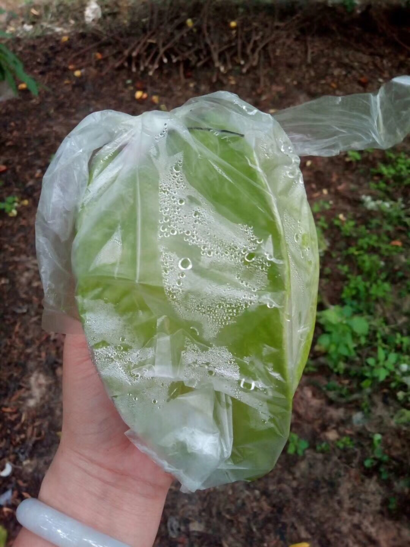 杨桃