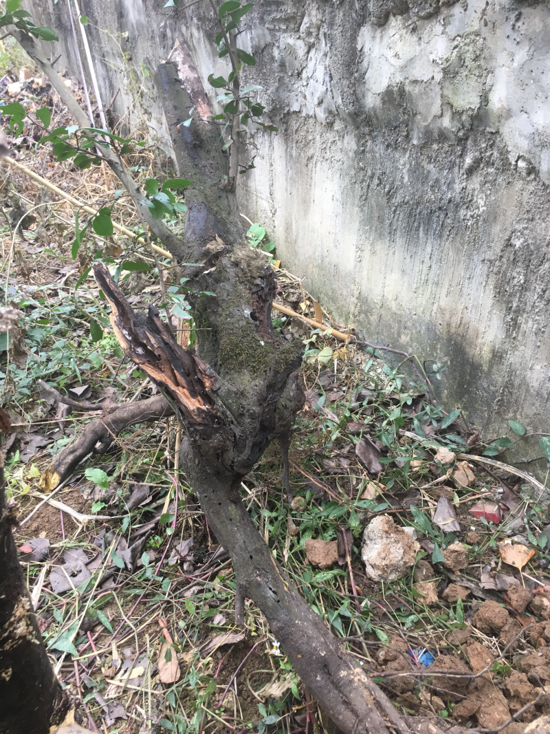 规格高30厘米重20斤根茎好看