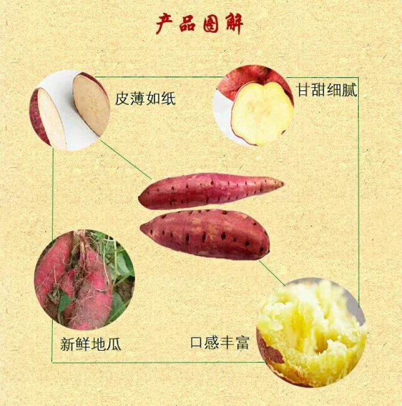 桥头地瓜：板栗薯10斤礼盒套装产地供应：全国发货