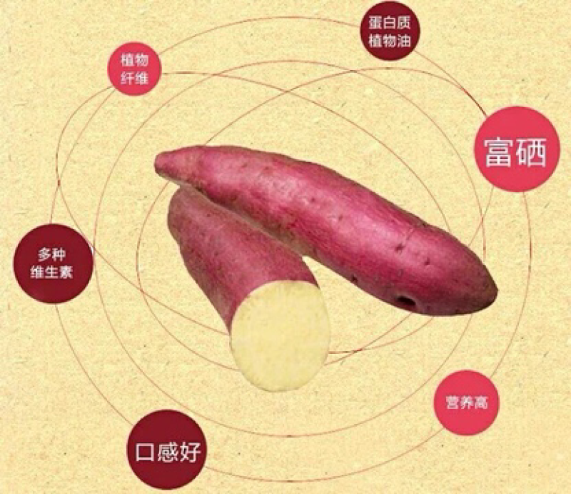 桥头地瓜：板栗薯10斤礼盒套装产地供应：全国发货